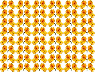 Yellow flower of Tropaeolum isolate on white background