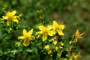 Yellow flowers of St John`s-wort - Hypericum perforatum.  Blooming yellow flowers of St. John in...