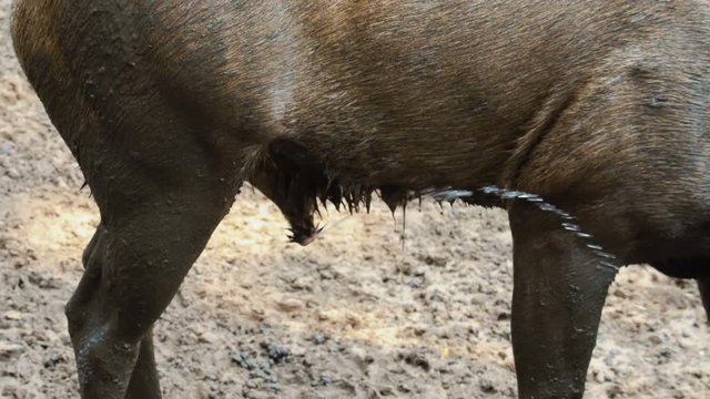 Male sambar deer spraying himself with urine. Sambar is a large deer living in the Indian Subcontinent, southern China and Southern Asia. 