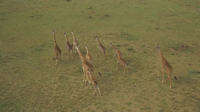 AERIAL: Giraffes in Maasai Mara, Kenya