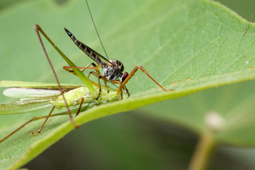Image of an robber fly(Asilidae) eating grasshopper on green leaves. Reptile Animal