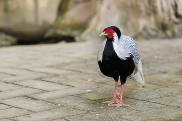 Image of Silver Pheasant(Lophura nycthemere) on nature background. Poultry, Animals.