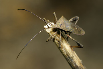 Image of Leaf-footed Bug(Coreidae) on dry branches. Insect. Animal.