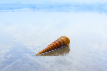 Seashell On The Beach With Bright Blue Sky Background , Holiday Concept
