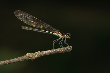 Image of Common Blue Jewel dragonfly(female) (Helioeypha biforata) on dry branches. Family Chlorocyphidae. Insect. Animal.