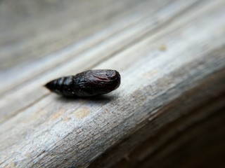 red insect pupa macro on wood