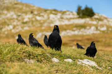 Attroupement  volatile