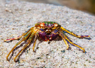 Crab on the rock at Phuket, Thailand.