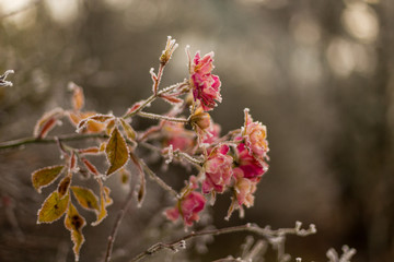Roses givrées
