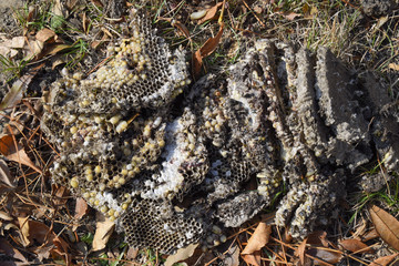 Vespula vulgaris. Destroyed hornet's nest. Drawn on the surface of a honeycomb hornet's nest. Larvae and pupae of wasps.