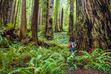 A day hiker explores the beautiful trees in the back country along the Brown Creek Trail in Prairie Creek Redwoods State Park, CA.