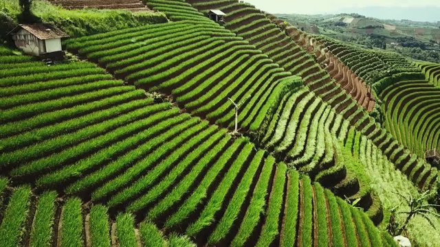 Beautiful aerial landscape of terraced fields with lush soil and plant from a drone flying forward in Majalengka, West Java, Indonesia