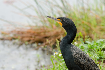 Fototapeta premium black and gray cormorant with iridescent green eye stares out to the left in the rain with a marshy bokeh background