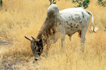 bénin, zébu brun eu blanc dans les herbes hautes africaine, il broute