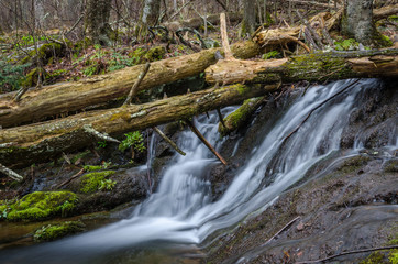 long exposure shot of stream running beneath fallen tree logs in forest