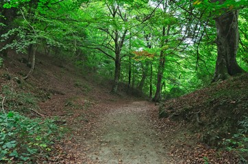 Obraz premium A long pleasant path for a relaxing walk in the forest.