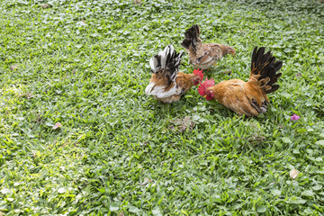 colorful chicken is tricky.