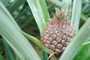 Obraz premium Pineapple tropical fruit growing in a farm.