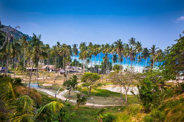 Paradise palm and tropical beach on Phi phi island  ,Thailand.