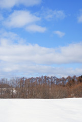 冬　雪　木　空　素材