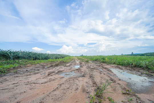 .Dirty impassable pineapple field road of mud, clay and puddles, offroad. Horizontal image with selective focus,blue sky
