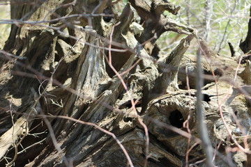 Tree roots