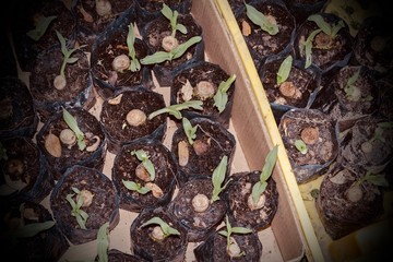 Beautiful Zinnia violacea Cav. in the garden.
