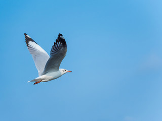 seagull flying in the blue sky