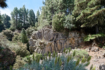 Teneriffa - Rosa de Piedra