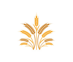 vector logo design and elements of wheat grain, wheat ears, wheat seed, or wheat rye