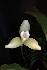 Fototapeta premium orchid