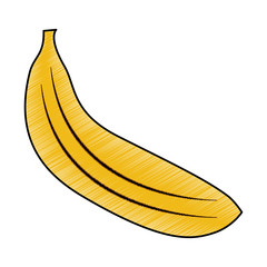 tropical fruit tasty banana fresh vector illustration drawing image