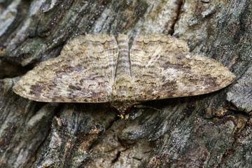 Image of Brown butterfly(Moth) on tree. Insect. Animal.