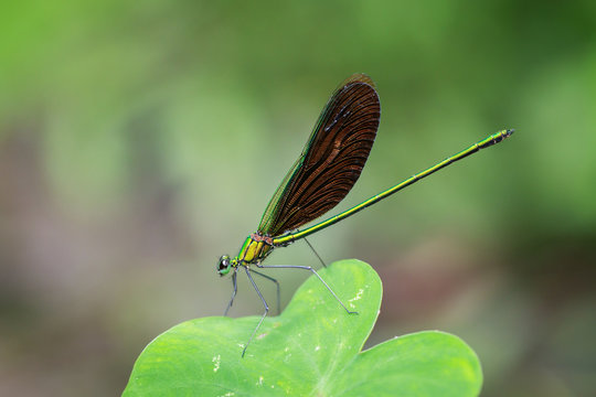 Image of beautiful dragonfly (Neurobasis chinensis chinensis) on green leaves. Insect. Animal