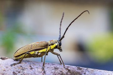 Image of Spotted Mango Borer(Batocera numitor) on a timber. Beetles. Insect.