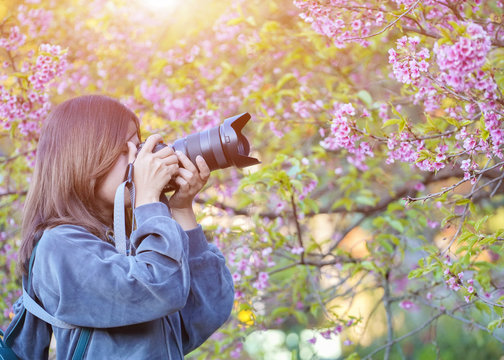 Happy woman traveler take photos by camera with cherry blossoms tree on vacation while spring, Selective focus