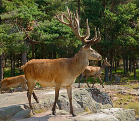 Red deer (Cervus elaphus). Mature male (stag)