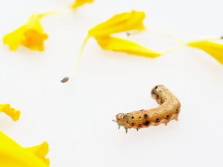 Brown and black worm or caterpillar with petals of yellow marigold flower in background