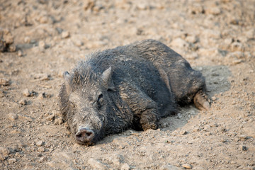 Black pig want to sleep on the ground