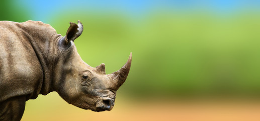 Rhino hautement alerté regarde au loin. Ceratotherium simum