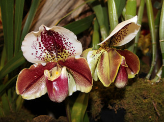 orchids