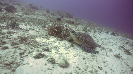 Obraz premium Sea turtle between corals underwater. Wonderful and beautiful underwater world. Diving and snorkeling in the tropical sea. Philippines.