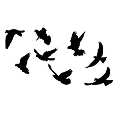 isolated, silhouette of flying birds