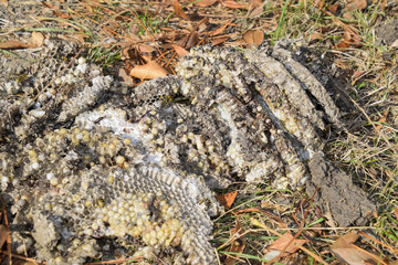 Destroyed hornet's nest. Drawn on the surface of a honeycomb hornet's nest. Larvae and pupae of wasps. Vespula vulgaris