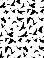  seamless background, pattern flying birds, isolated on white background