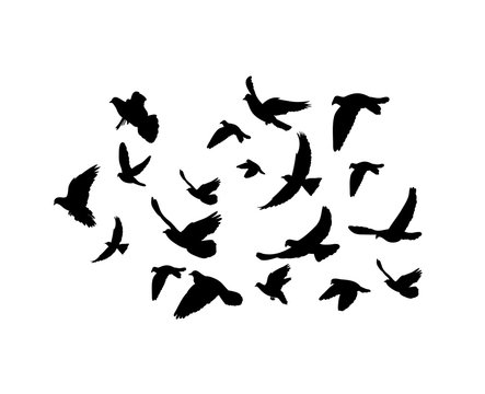 isolated, silhouette flying birds on white background