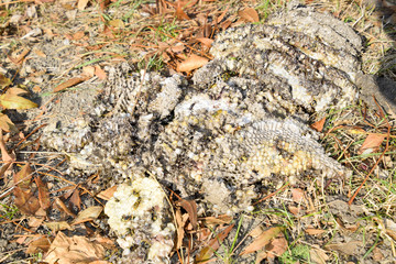 Destroyed hornet's nest. Drawn on the surface of a honeycomb hornet's nest. Larvae and pupae of wasps. Vespula vulgaris