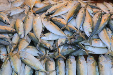 Fresh fish for sale