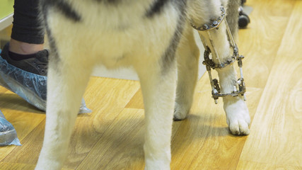 Dog with a broken paw with External ring fixation technique in orthopedic medicine in veterinary clinic. Dog and Broken leg with metal fixator, External Fixation Ilizarov Apparatus.