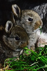 Two cute little bunnies eating fresh grass, grey mother fur in background. 